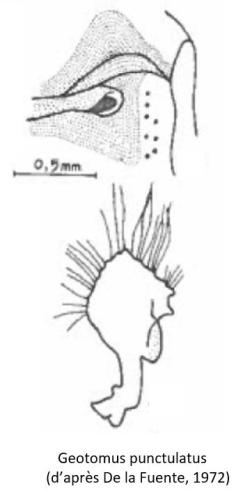 Geotomus punctulatus